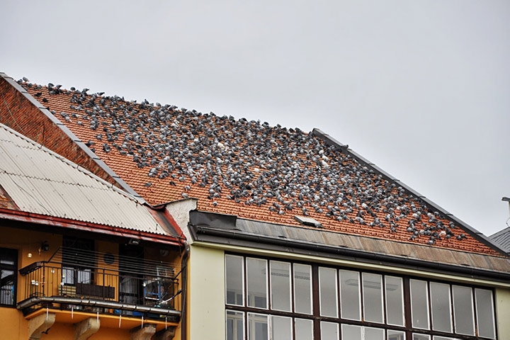 A2B Pest Control are able to install spikes to deter birds from roofs in Clevedon. 