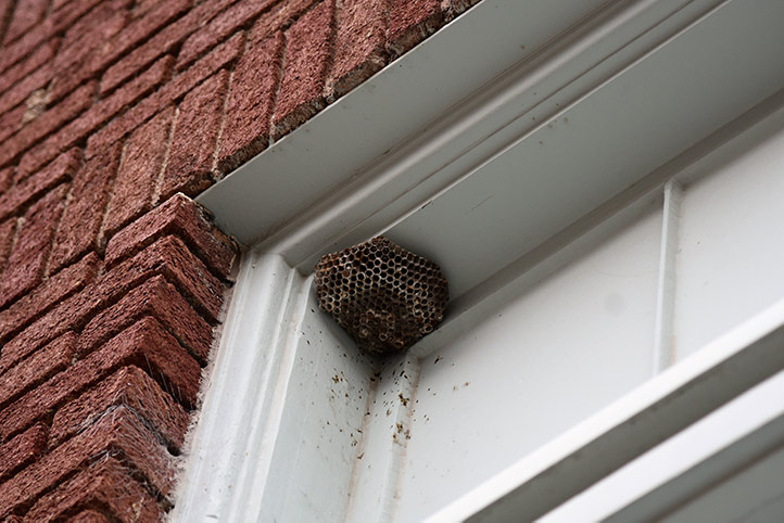 We provide a wasp nest removal service for domestic and commercial properties in Clevedon.